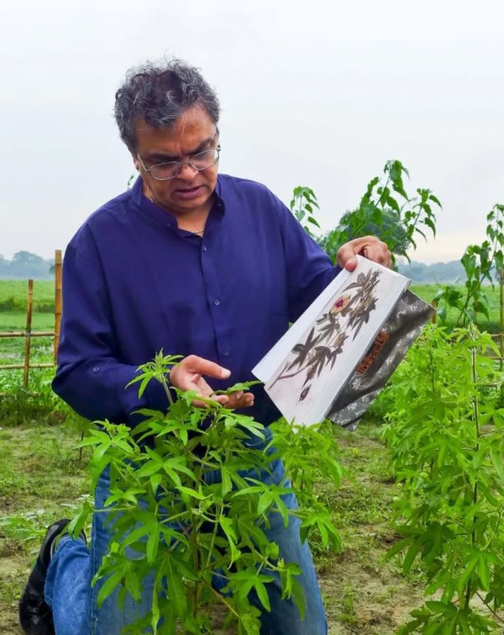 Nuevas plantas phuti karpas.