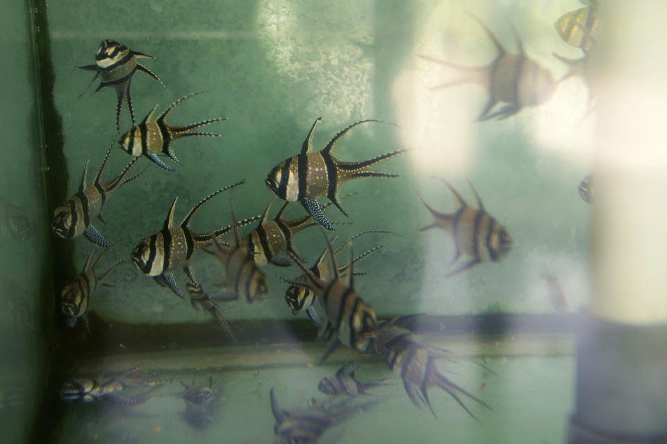 Peces cardenales Banggai nadan en un estanque en un almacén de exportación en Denpasar, Bali, Indonesia, el 12 de abril de 2021. Estados Unidos importa unos 7,6 millones de peces ornamentales de agua salada cada año, según cifras oficiales. (AP Foto/Alex Lindbloom)