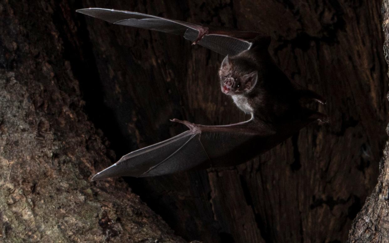 Wild vampire bats socially distance when they are sick, slowing the spread of disease, a new study suggests - PA