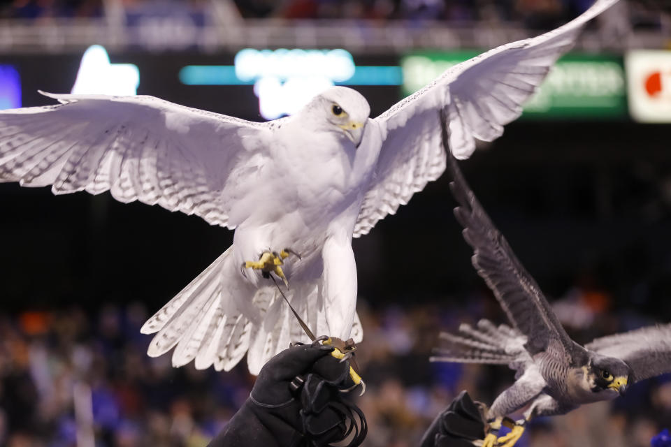 Aurora, the Air Force's live falcon mascot, died on Wednesday. She was 23, making her the longest serving live mascot in school history. 