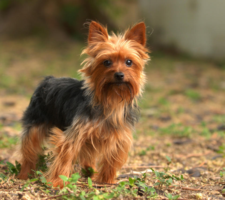 Yorkshire Terrier