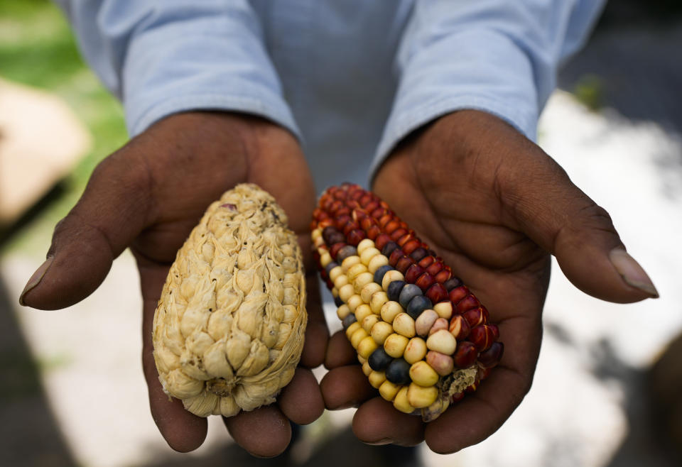 Farmer Jesus Vargas shows samples of his heirloom corn grown on his farm in Ixtenco, Mexico, Thursday, June 15, 2023. For years, Vargas worried that these heirloom varieties — running from deep red to pale pink, from golden yellow to dark blue — passed down from his parents and grandparents would disappear. (AP Photo/Fernando Llano)