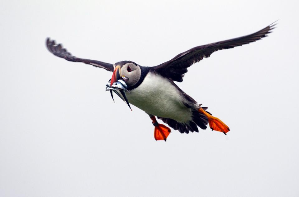 In this July 1, 2013, file photo, a puffin prepares to land with a bill full of fish on Eastern Egg Rock off the Maine coast.