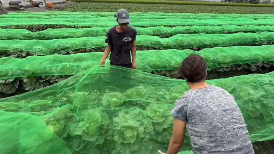 菜農蓋防護網金鐘罩加秘技 抗颱風「護菜又保金」