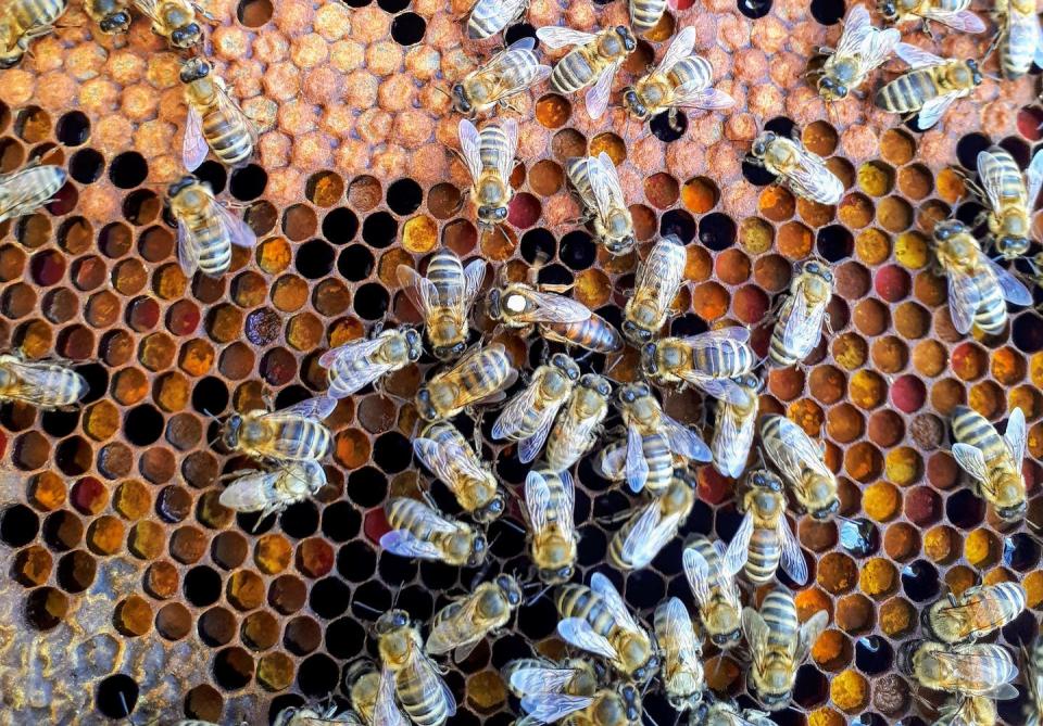 <span class="caption">Honey bee queens lay thousands of offspring over the season, bees that are important for agricultural pollination.</span> <span class="attribution"><span class="source">Photo by Boba Jaglicic on Unsplash</span></span>