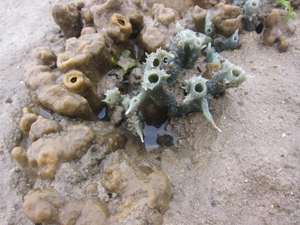 A species of coral found there. (Yahoo! Singapore/ Karen Vera)