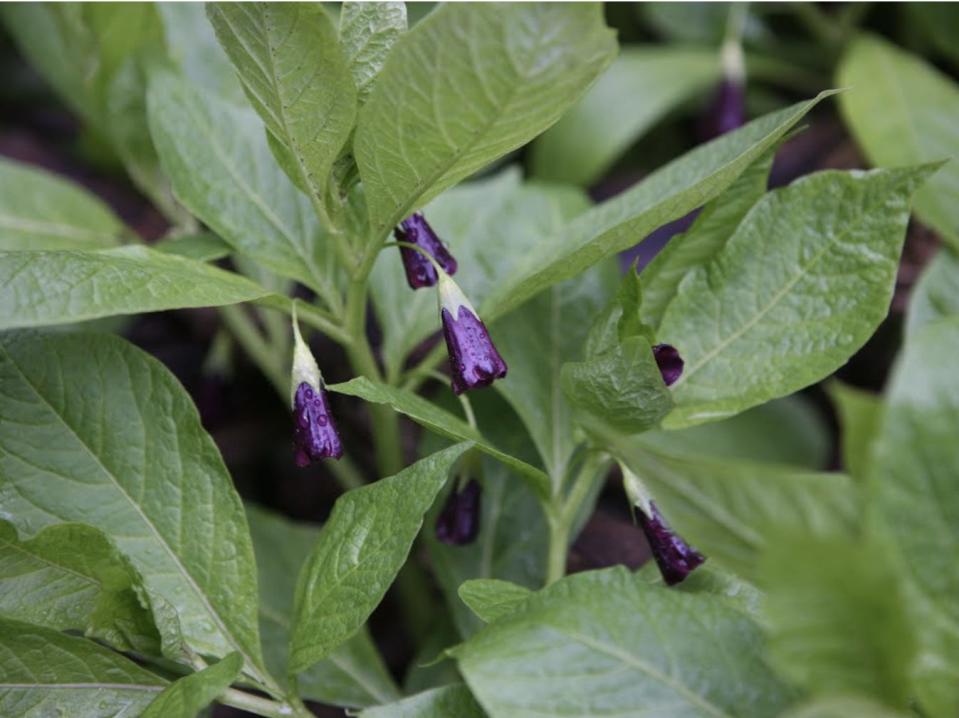 Scopolia parviflora (Dunn) Nakai with its bell-shaped purple flowers