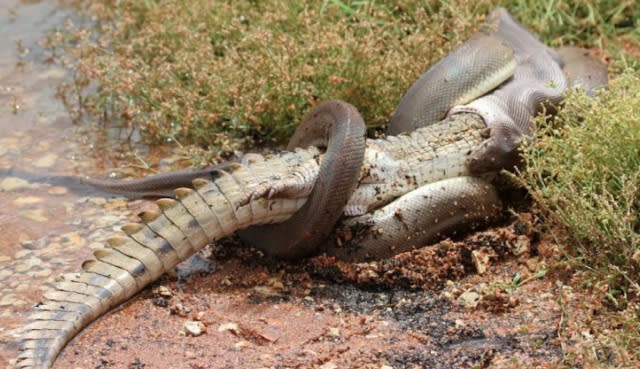 Snake eats crocodile after five-hour battle (video)