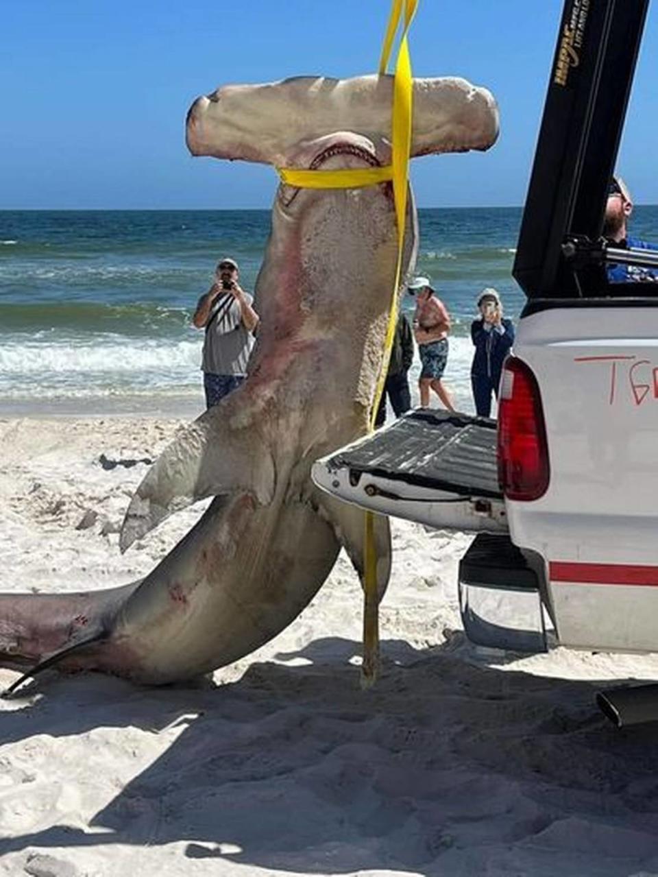 Un tiburón cabeza de martillo de 14 pies se encontró en una playa de Alabama.