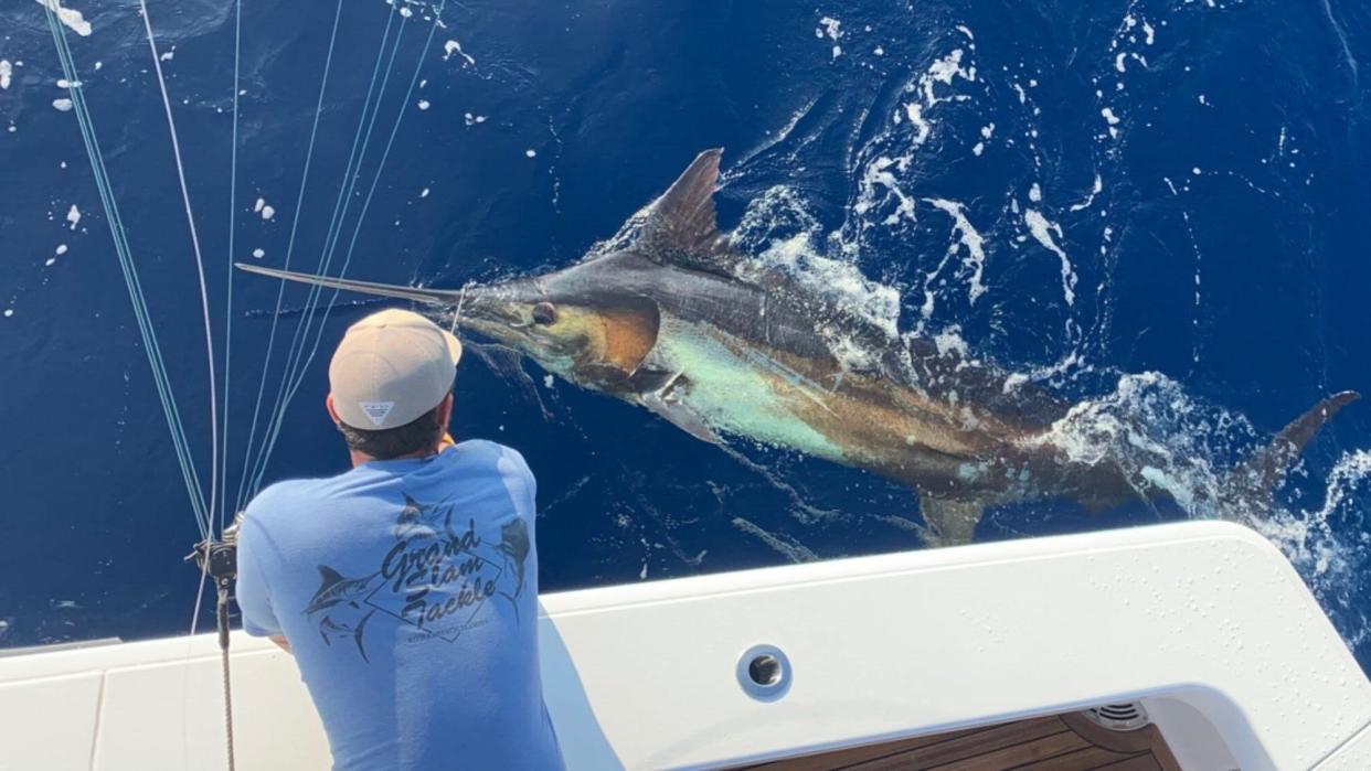 A member of Chuck Wigzell's crew handing onto the leader line with his hands after hooking a blue marlin.