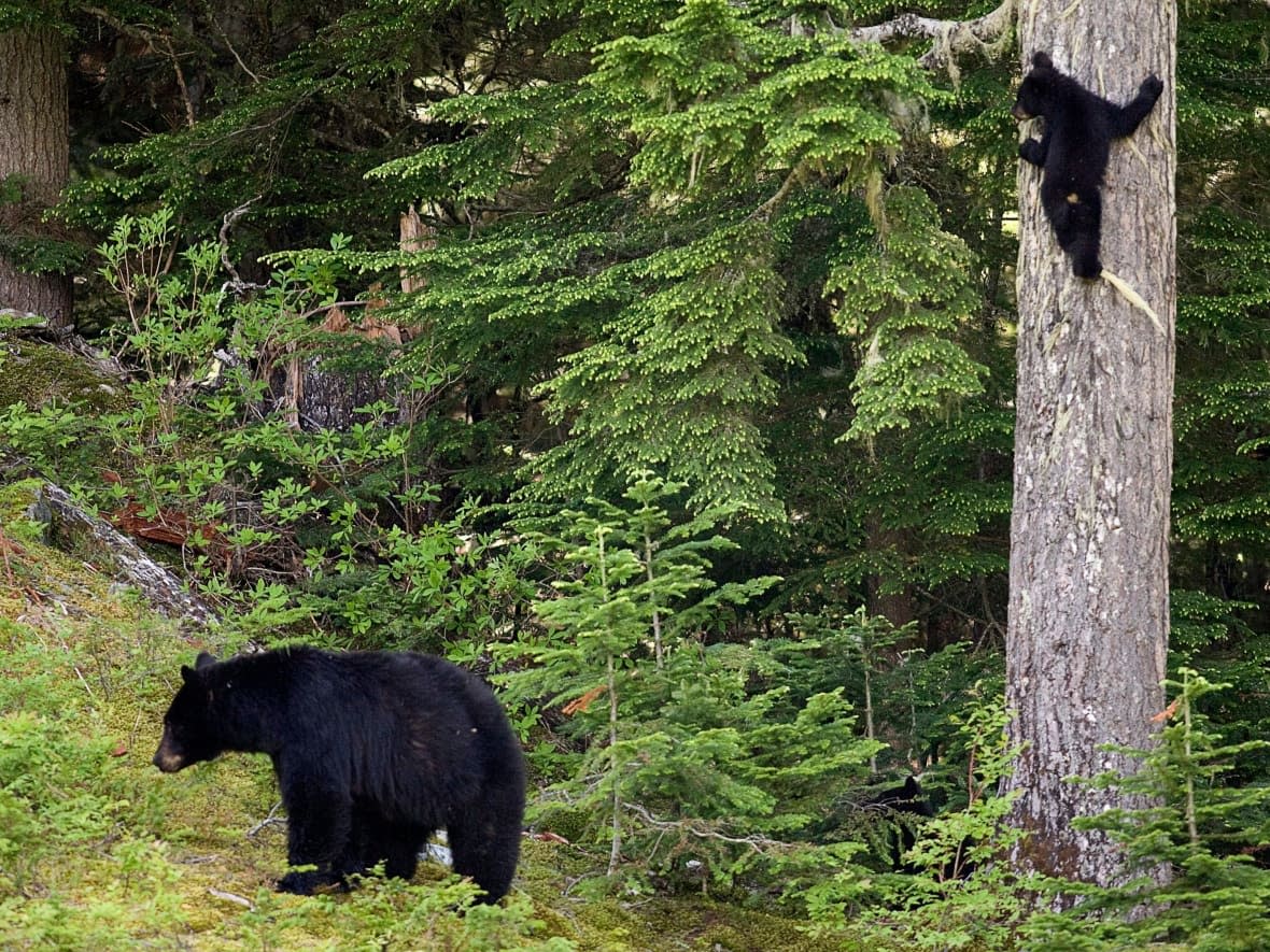Police say people in the backcountry should carry bear spray, travel in groups and avoid hiking during sunrise and sunset, when bears will be most active. (Jonathan Hayward/Canadian Press - image credit)