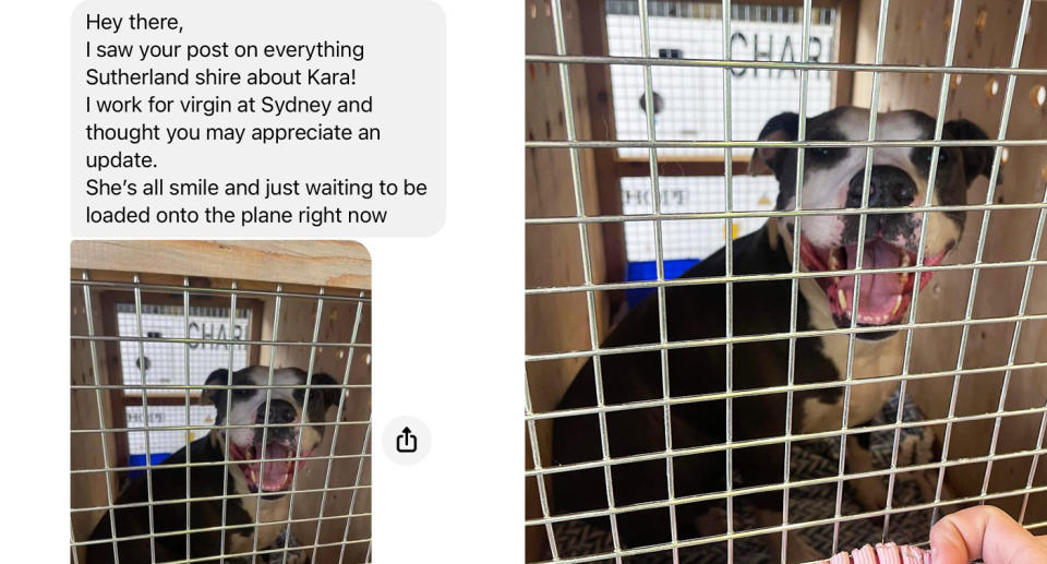 Jason's message and photo of Kara in her crate.