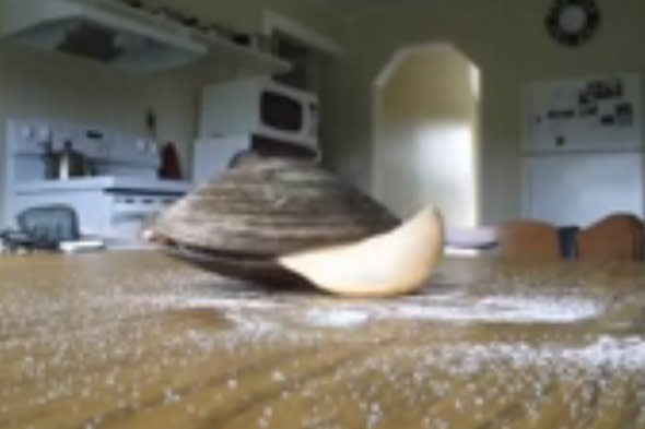 clam licks salt off kitchen table