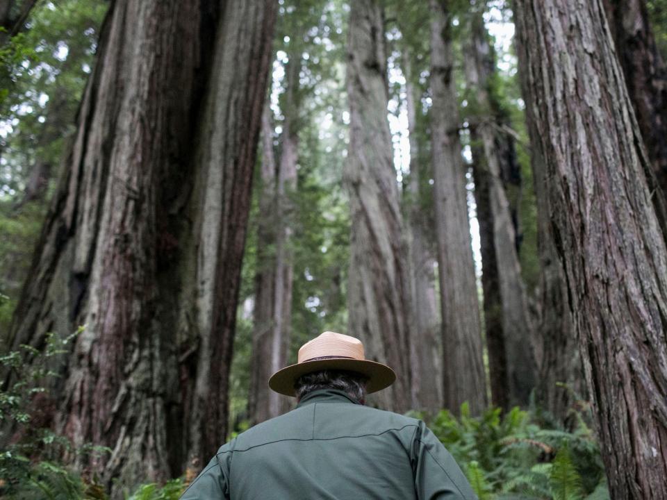 ranger in jacket and hat stands in a redwood grove