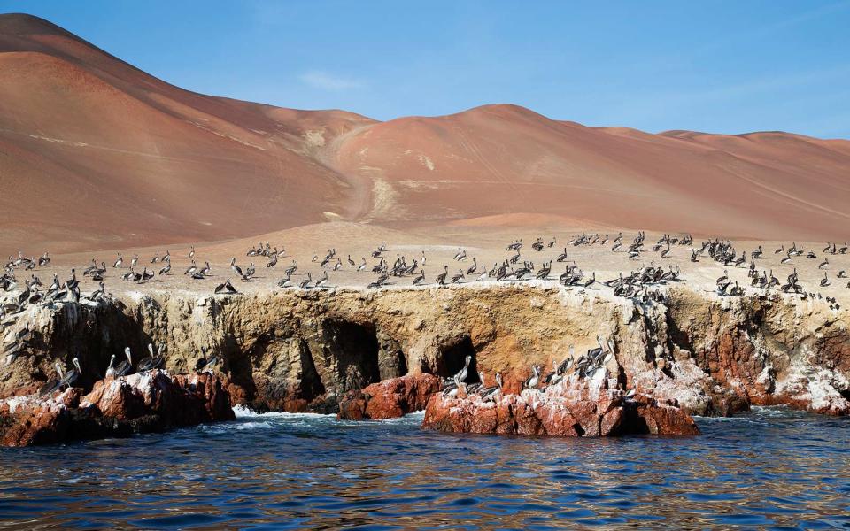 <p>A new airport in the port town of Pisco is making access to coastal Peru’s top attractions easier than ever. It’s shortened the journey to the Nazca Lines, the 2,000-year-old geoglyphs that are best spotted from a plane, as well as the Paracas National Reserve, a protected swath of desert and marine habitat where visitors can see colonies of sea lions and the occasional group of Humboldt penguins. The lush oasis of Huacachina, in the neighboring Ica province, is a popular day trip for high-speed buggy rides over the surrounding sand dunes. Pisco’s namesake brandy is on tap in the region’s tasting rooms—including one at the <a rel="nofollow noopener" href="http://www.piscoporton.com/home" target="_blank" data-ylk="slk:oldest distillery in the Americas;elm:context_link;itc:0;sec:content-canvas" class="link ">oldest distillery in the Americas</a>—and <a rel="nofollow noopener" href="http://www.hotelvinasqueirolo.com/" target="_blank" data-ylk="slk:vineyard hotels;elm:context_link;itc:0;sec:content-canvas" class="link ">vineyard hotels</a>. —<em>Nicholas Gill</em></p>