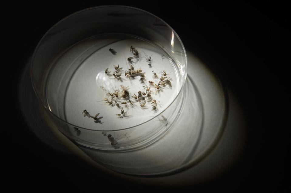 Jamie Joachimowski, a environmental scientist with Delaware Mosquito Control, looks at mosquitos under a microscope at their Milford location.