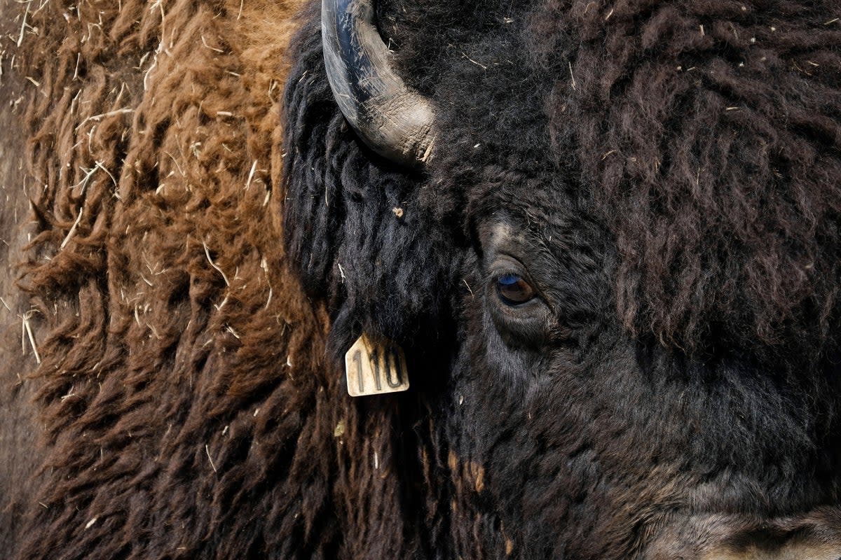 BISONTES ESPIRITUALIDAD (AP)