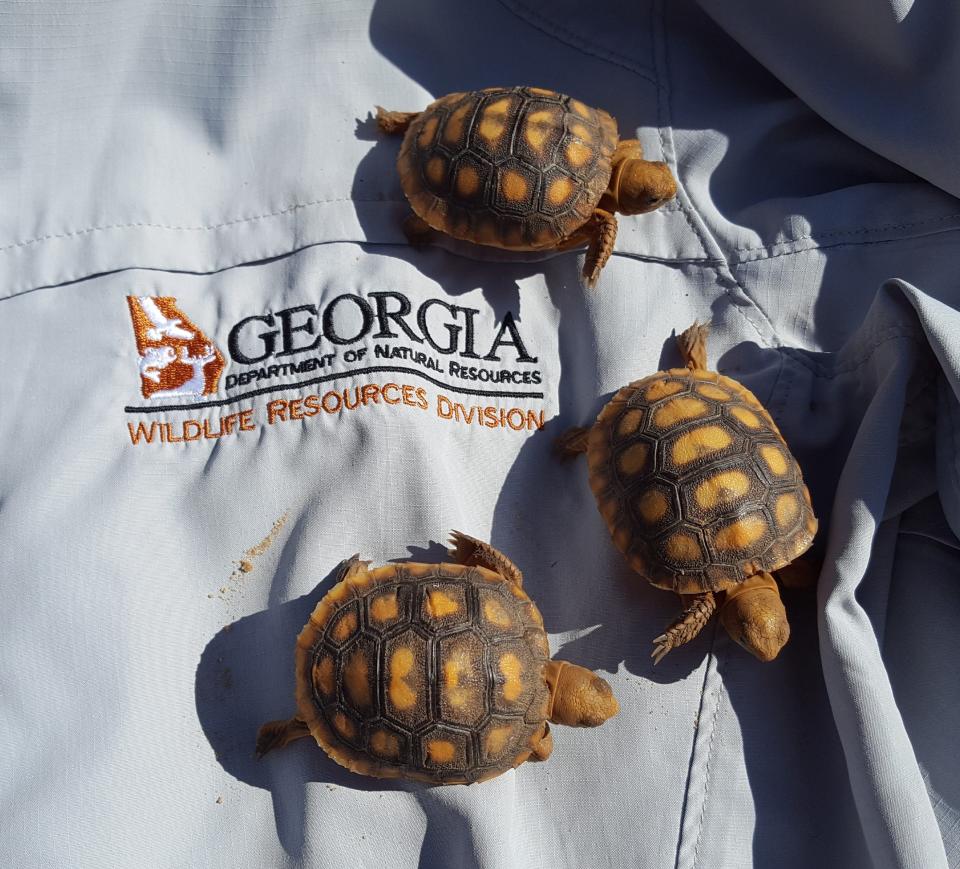 U.S. Fish and Wildlife Service in October 2022 decided that gopher tortoises east of Alabama's Tombigbee and Mobile rivers have "robust" populations and are no longer candidates for the federally protected status.