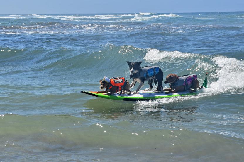 Surf Dog Surf-A-Thon