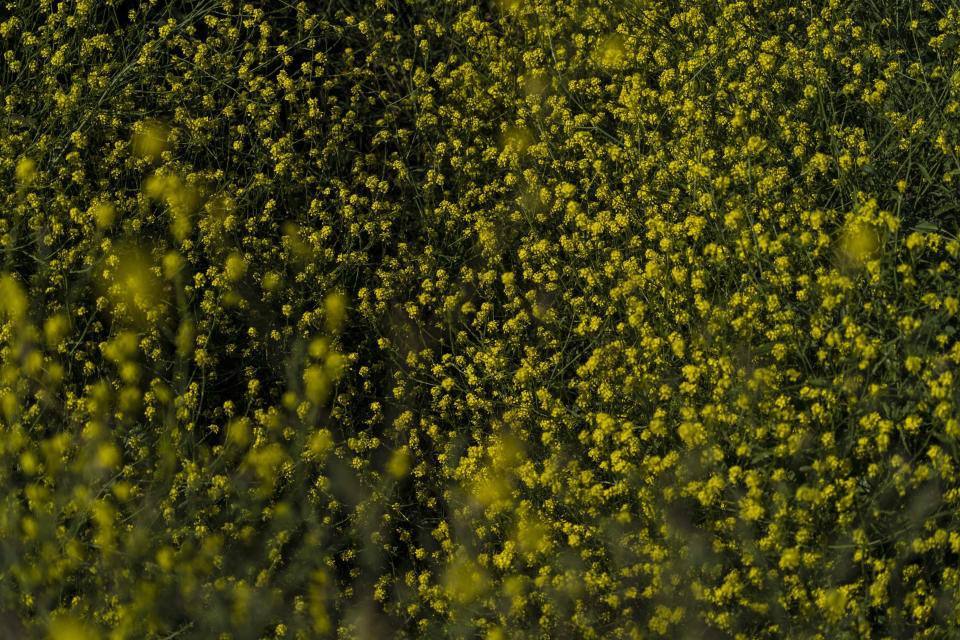 Clusters of wild mustard are seen along a trail in Griffith Park in Los Angeles, Thursday, June 8, 2023. Among the most prominent of blooming plants that are seemingly everywhere in California this year following an unusually wet winter is the highly flammable wild mustard that threatens to fuel wildfires. (AP Photo/Jae C. Hong)