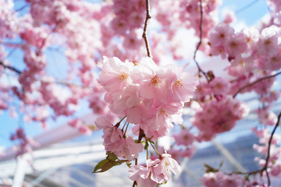 瑞典斯德哥爾摩國王花園裡的櫻花（Image Source : Getty Creative/iStockphoto）