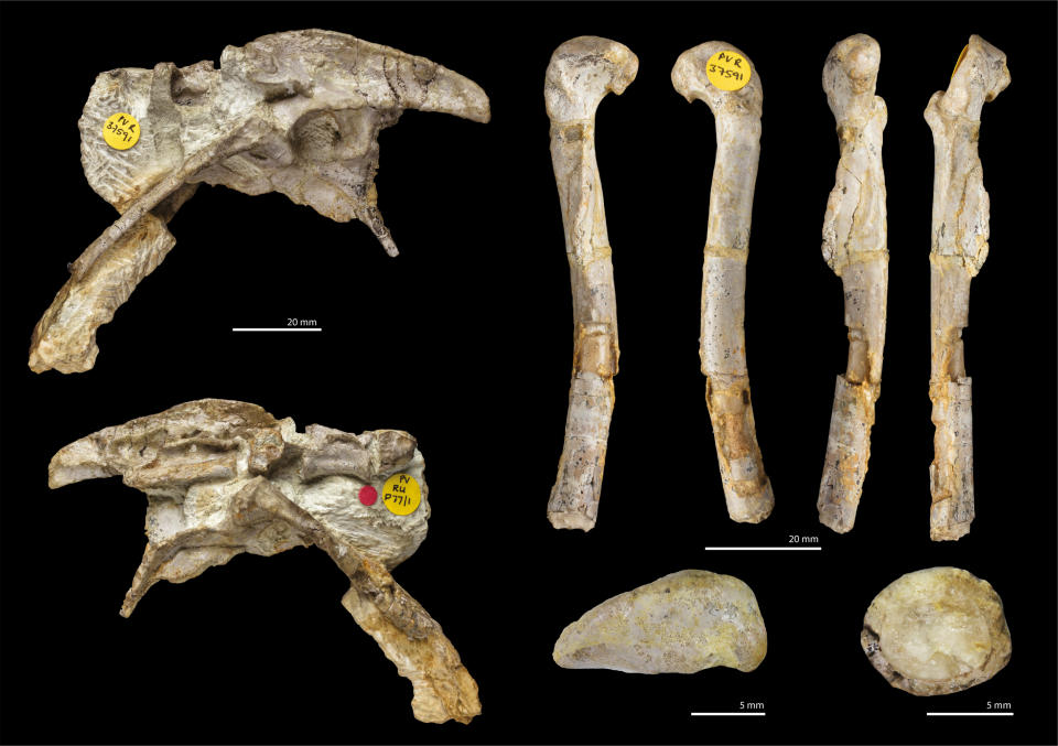 The fossilized bones were mistaken for another species for many years. (Stephan Spiekman et al. 2021)