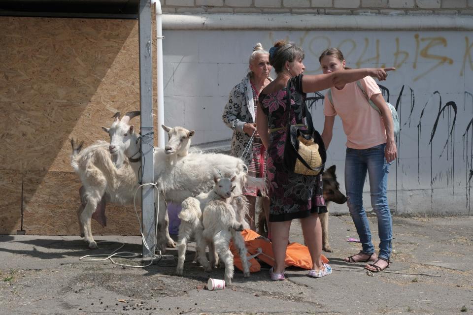 Volunteers mind goats and dogs near Korabelna Square in Kherson on June 7, 2023. (Francis Farrell/The Kyiv Independent)