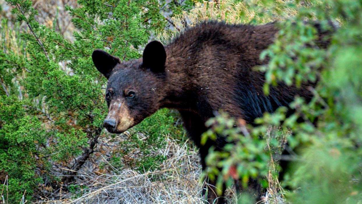  Black bear at Big Bend National Park, Texas 