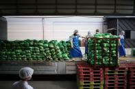 Employees unload napa cabbages at Cheongone Organic Kimchi factory in Cheongju