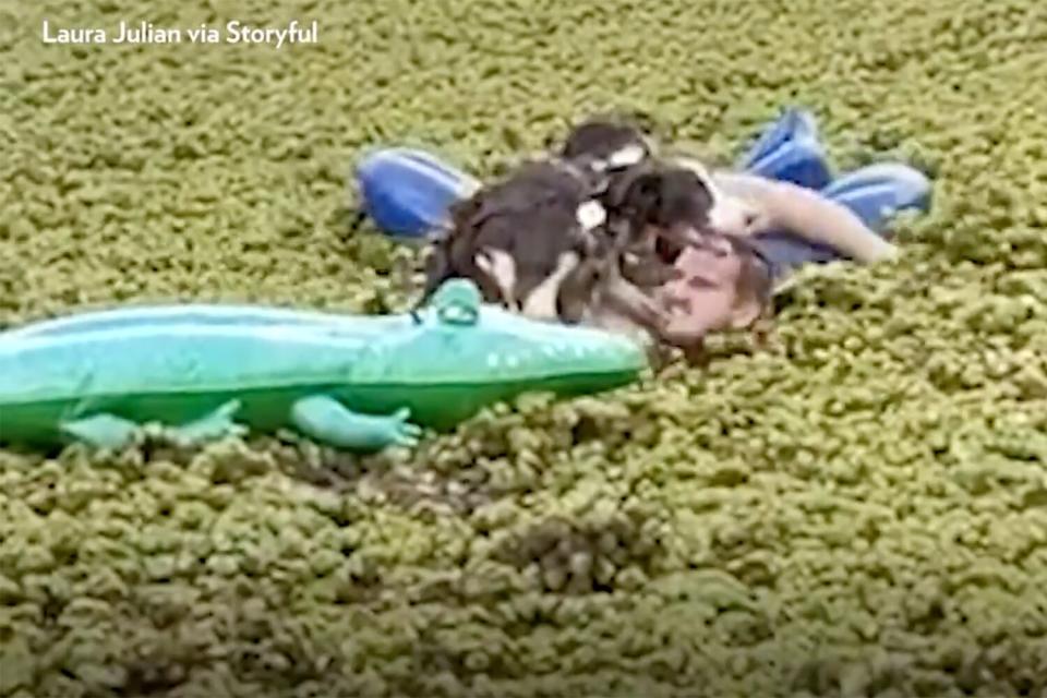 dog rescued with pool toys