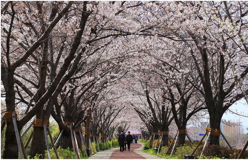 韓國釜山｜大渚生態公園30浬櫻花路、洛東江金黃油菜花