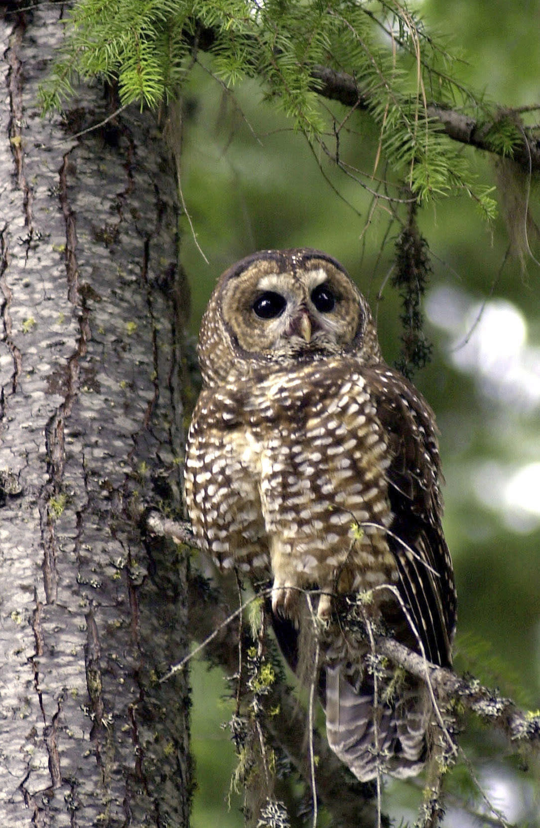 FILE - A northern spotted owl, named Obsidian by U.S. Forest Service employees, sits in a tree in the Deschutes National Forest near Camp Sherman, Ore., in this May 8, 2003 file photo. The U.S. Fish and Wildlife Service reversed a decision, made five days before President Donald Trump left office, to drastically shrink so-called critical habitat for the spotted owl. U.S. wildlife officials said Tuesday Nov. 9, 2021, they have struck down the rule that would have opened millions of acres of forest in Oregon, Washington and California to potential logging. (AP Photo/Don Ryan, File)