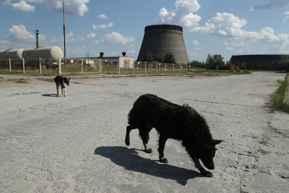 <p>Stray dogs hang out near an abandoned, partially completed cooling tower at the Chernobyl nuclear power plant on Aug. 18, 2017, near Chernobyl, Ukraine. (Photo: Sean Gallup/Getty Images) </p>