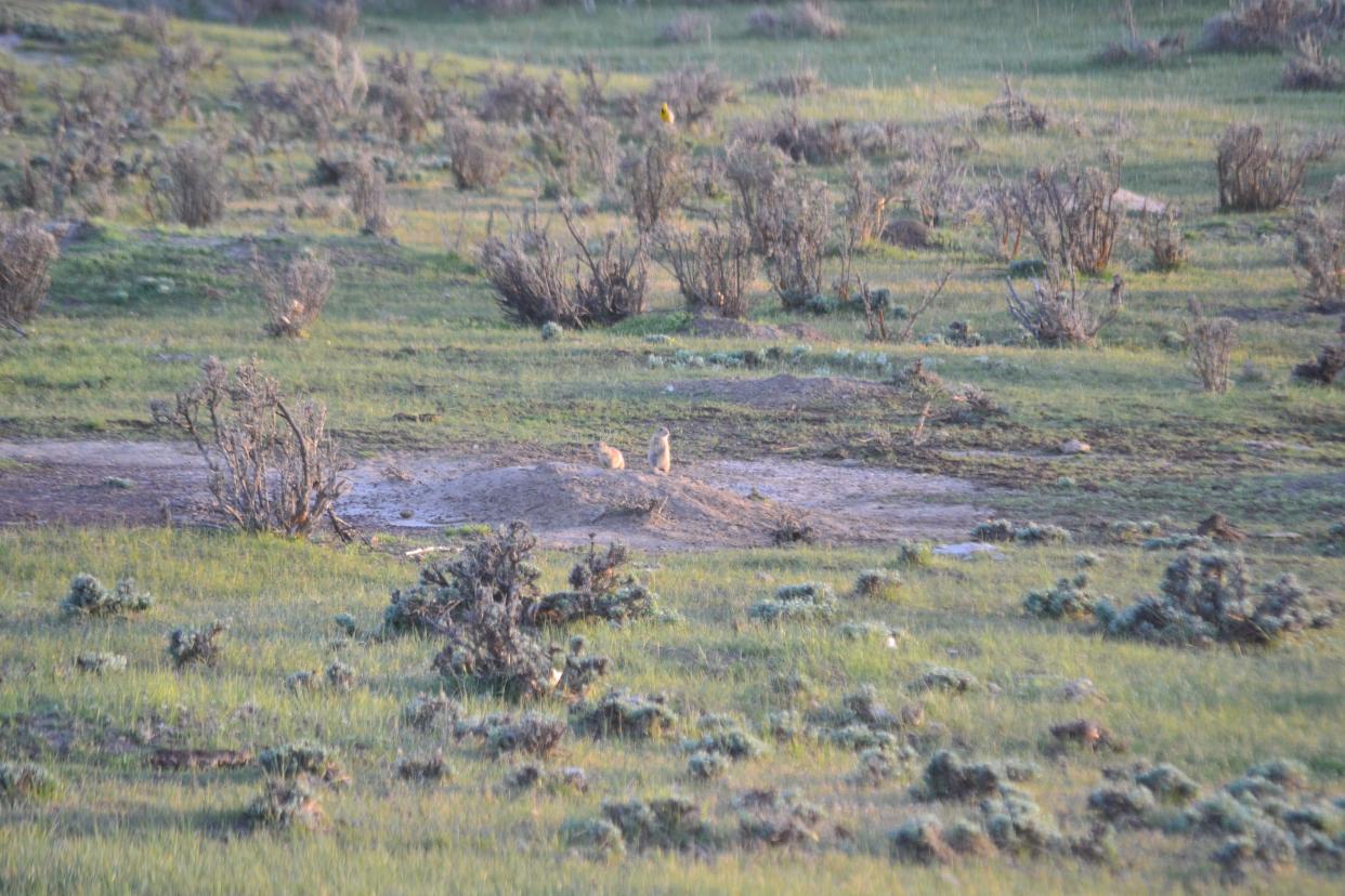 Here are prarie dogs in Wyoming.