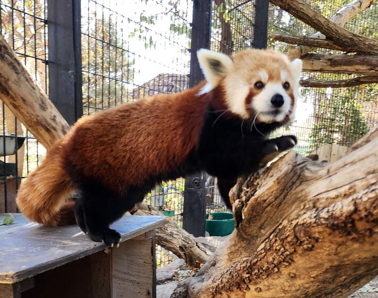 Pueblo Zoo announces passing of red panda, Scout