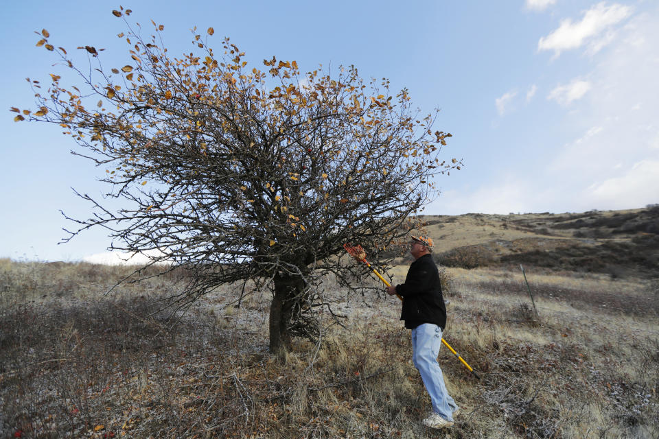 In this Oct. 28, 2019, photo, amateur botanist David Benscoter, of The Lost Apple Project, stands near a tree in the Steptoe Butte area near Colfax, Wash., that produces Arkansas Beauty apples, a so-called heritage fruit long believed to be extinct until Benscoter and fellow botanist E.J. Brandt rediscovered it, along with at least 12 other long-lost apple varieties over the past several years through their work searching in homestead orchards, remote canyons and windswept fields in eastern Washington and northern Idaho. (AP Photo/Ted S. Warren)