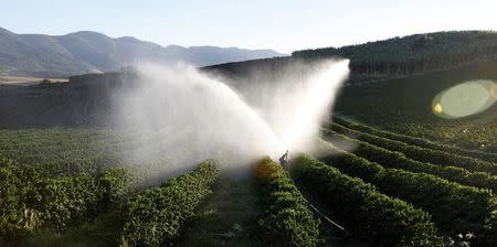 Three-year-old coffee trees are irrigated on a farm in Santo Antonio do Jardim February 7, 2014. REUTERS/Paulo Whitaker/File