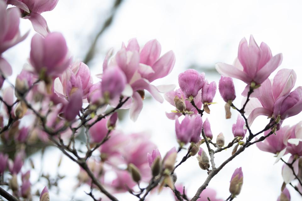 A North Gadsden Street Japanese magnolia tree blooms Wednesday, Feb. 10, 2021.