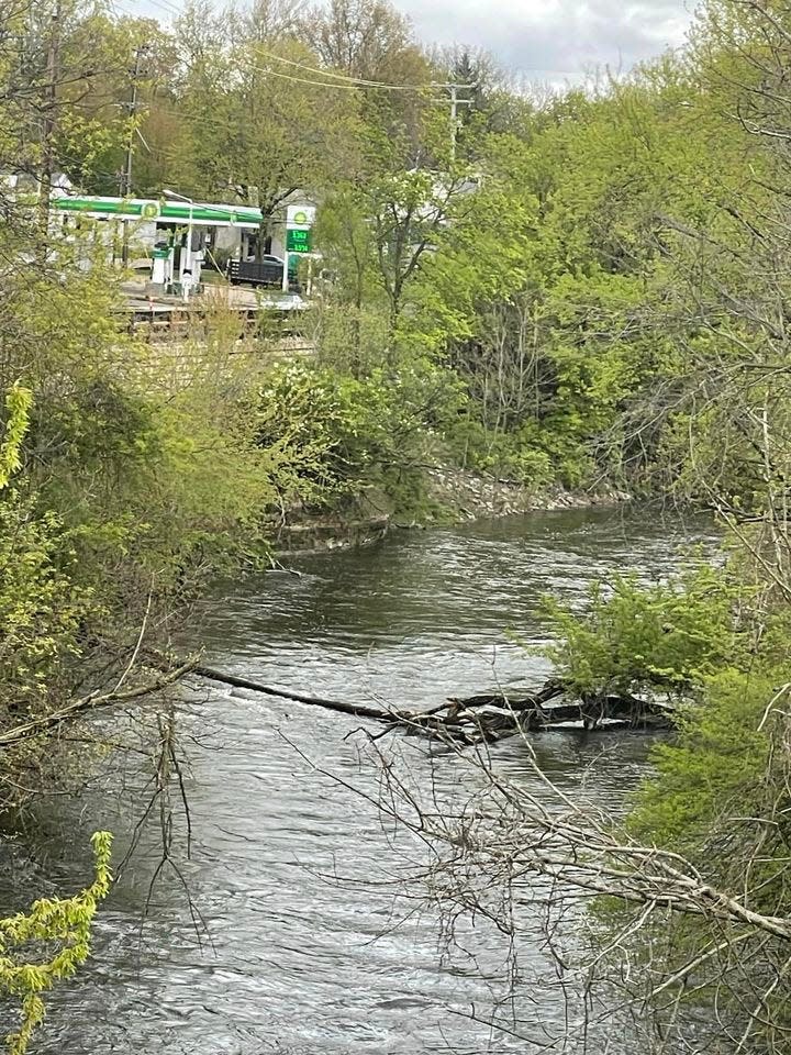 A pair of downed trees across the Cuyahoga River, just north of the Fairchild Avenue bridge in Kent, is creating a hazard.