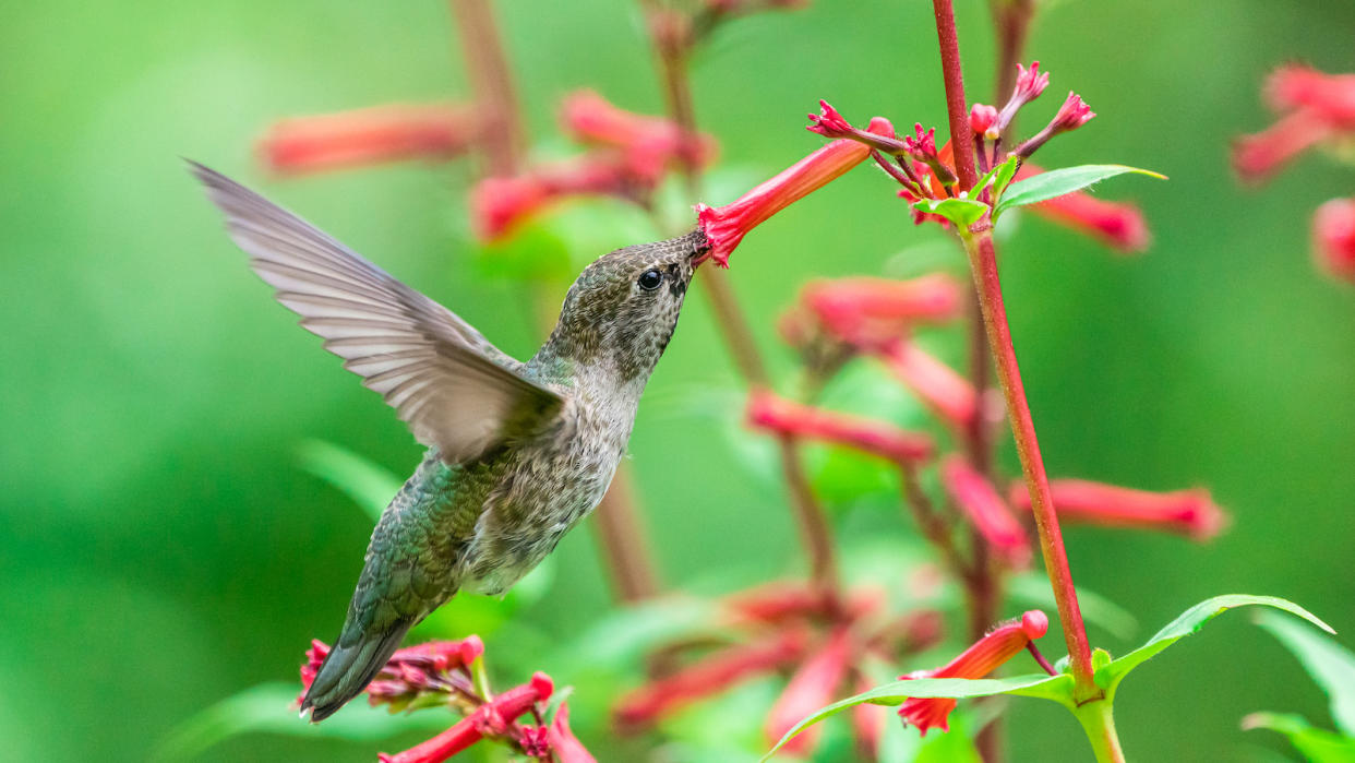  A gray humming bird with its beak in long red flower. 