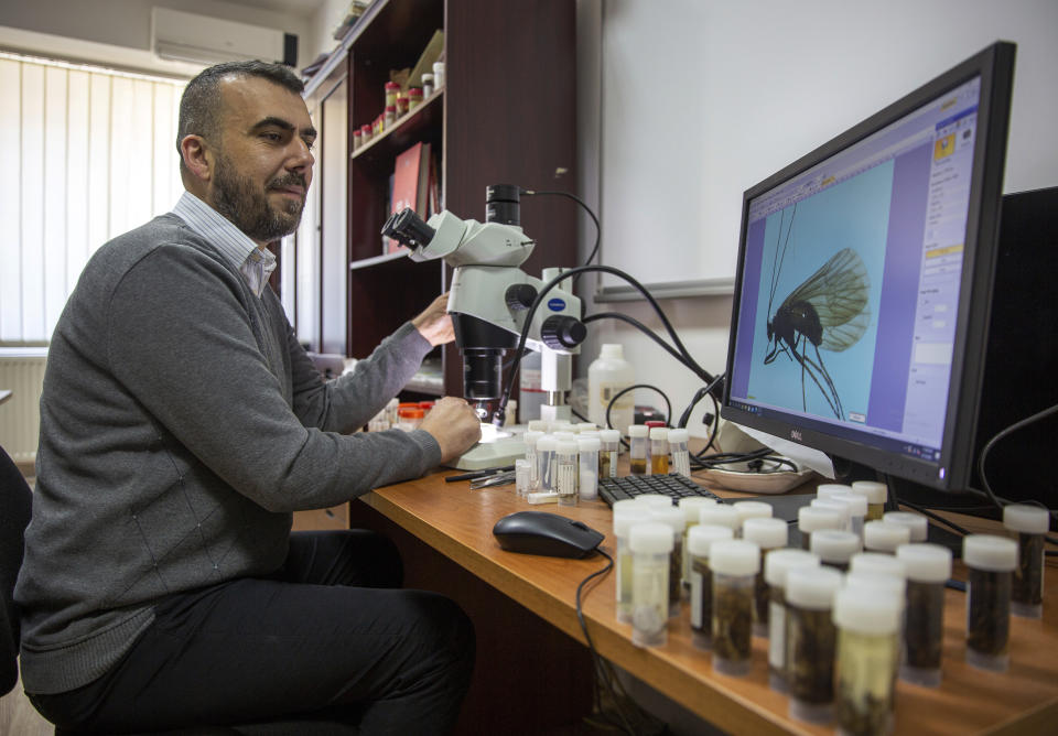 Halil Ibrahimi, 44, associate professor at the faculty of natural sciences at Pristina university looks under a microscope at an insect named Potamophylax coronavirus, inside a lab in Pristina on Friday, April 16, 2021. Restrictions during the coronavirus pandemic helped Kosovar biologist Ibrahimi sit down and complete his research, naming a new insect after the virus and raised public awareness against pollution of river basins. (AP Photo/Visar Kryeziu)