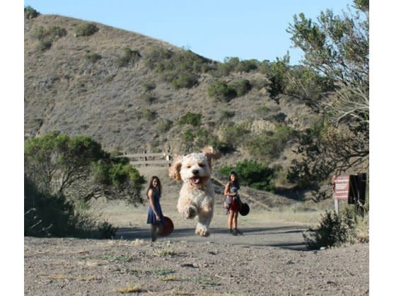 <p>Auf die Perspektive kommt es an. Dieser kleine Hund hat hier seinen „großen“ Auftritt. Fliegendes Ohr, Wuschelfell – einfach zum Knuddeln! (Bild: imgur/chicagothedog)</p>