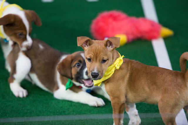 <p>Nathan Congleton/NBCU Photo Bank/NBCUniversal via Getty</p> Puppies playing during the 2018 Puppy Bowl
