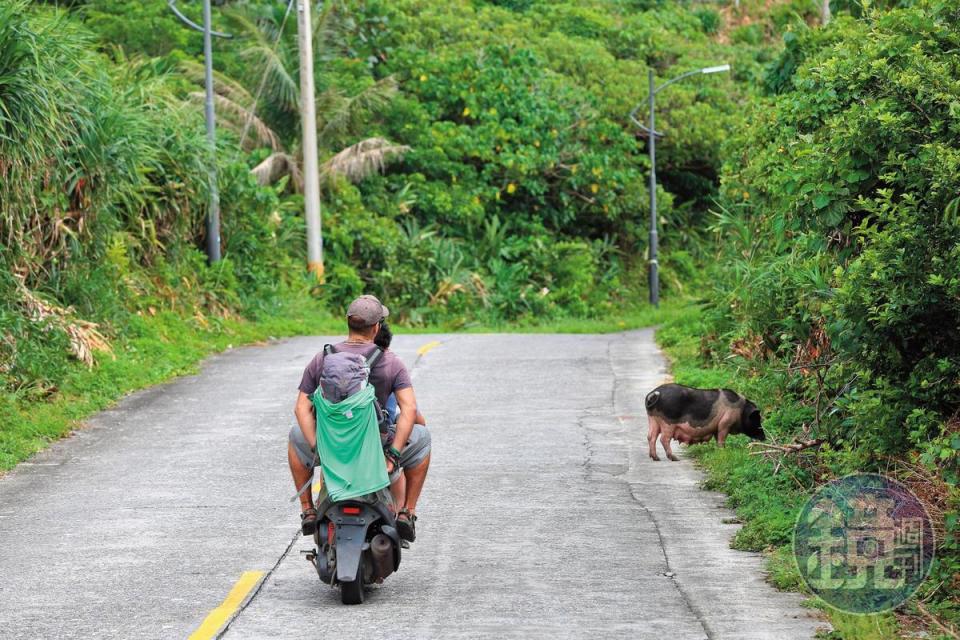 蘭嶼當地環島公路上，隨處可見大小豬隻招搖過街、與車爭道。