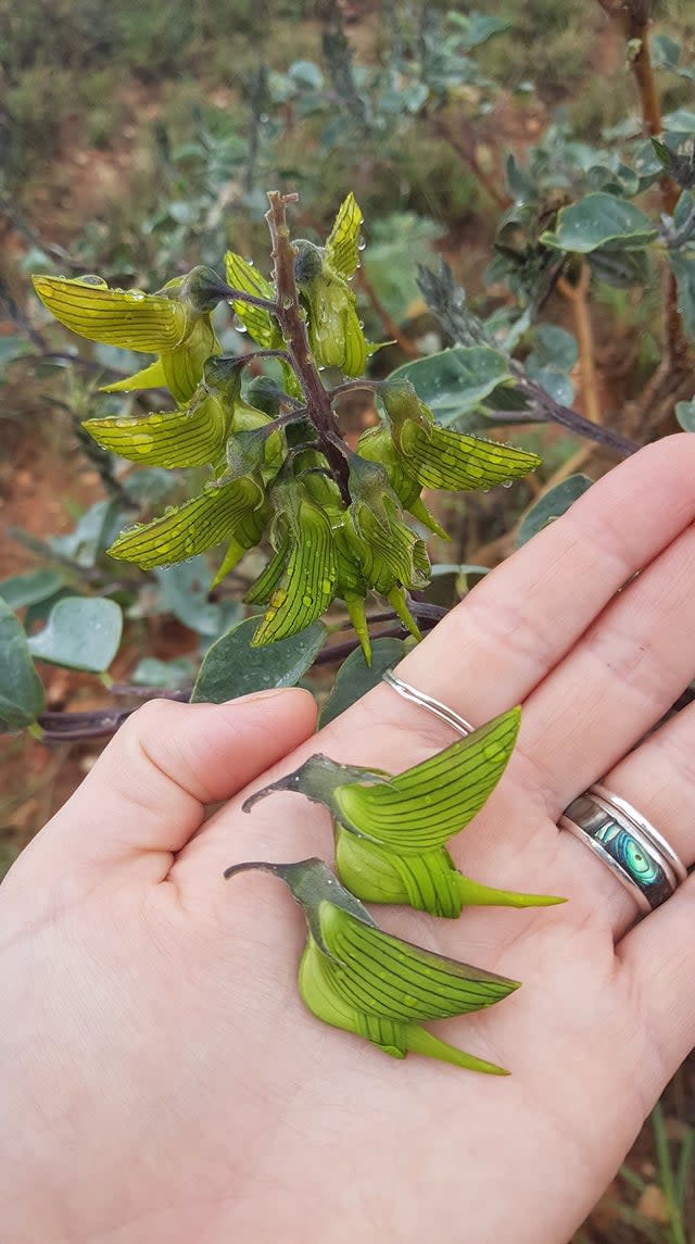 A West Australian woman holds two flowers from the Crotolaria cunninghamii plant that resemble hummingbirds. 