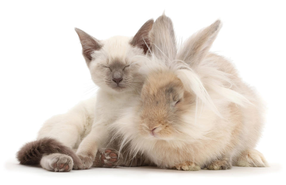 Snapcat: Felines and bunnies looks exactly the same