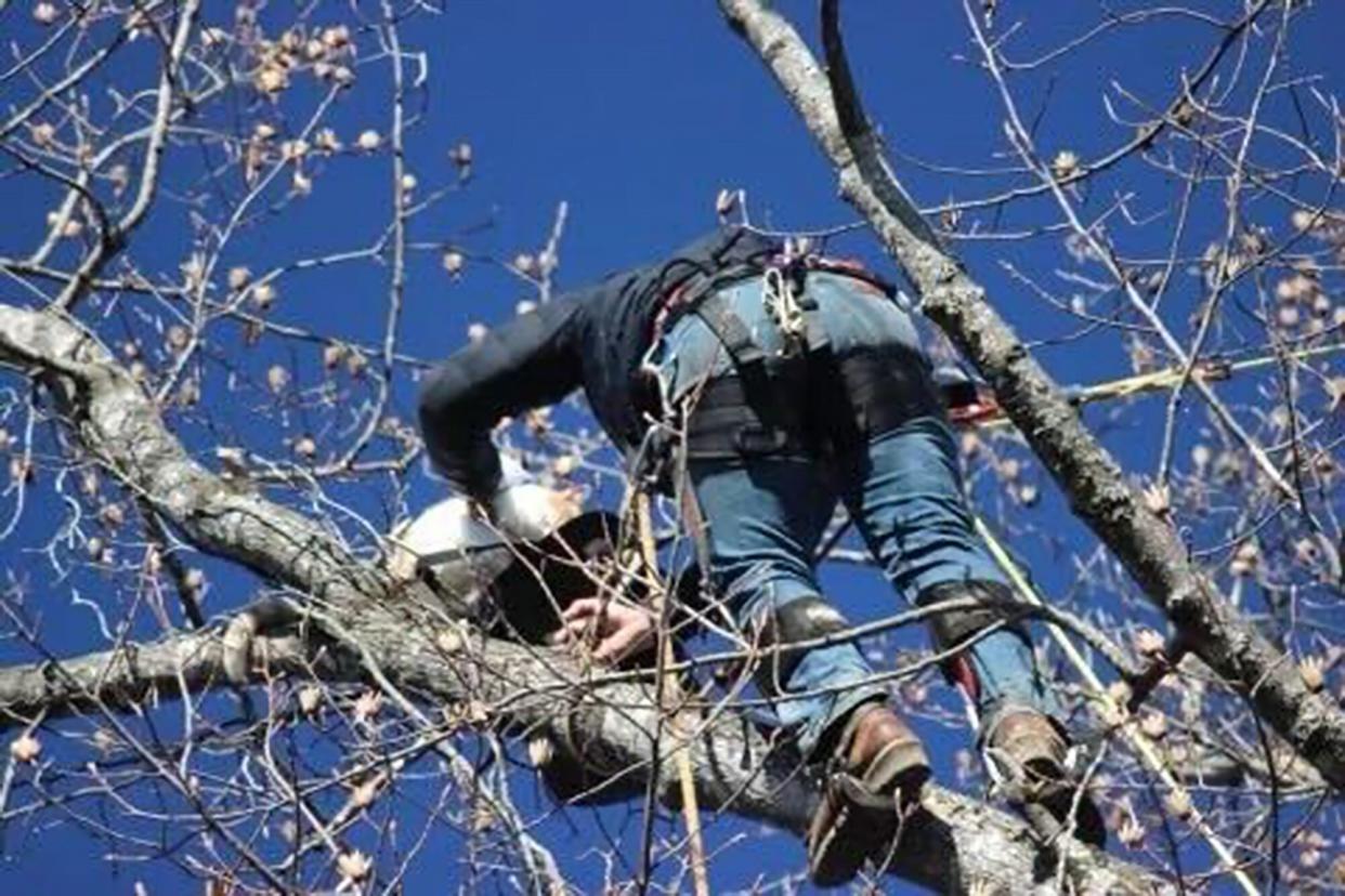 guy saves cat stuck high in a tree