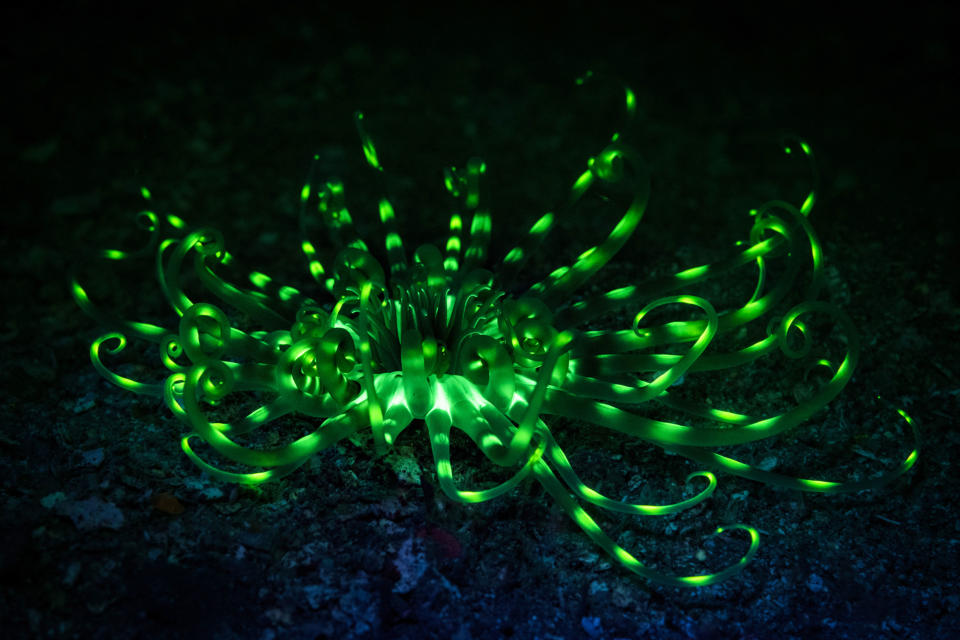 I wanted to capture a phenomena called biofluorescence. (Photo: Simon Pierce/Caters News)