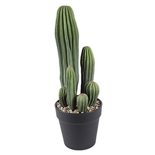 Cactus Plant