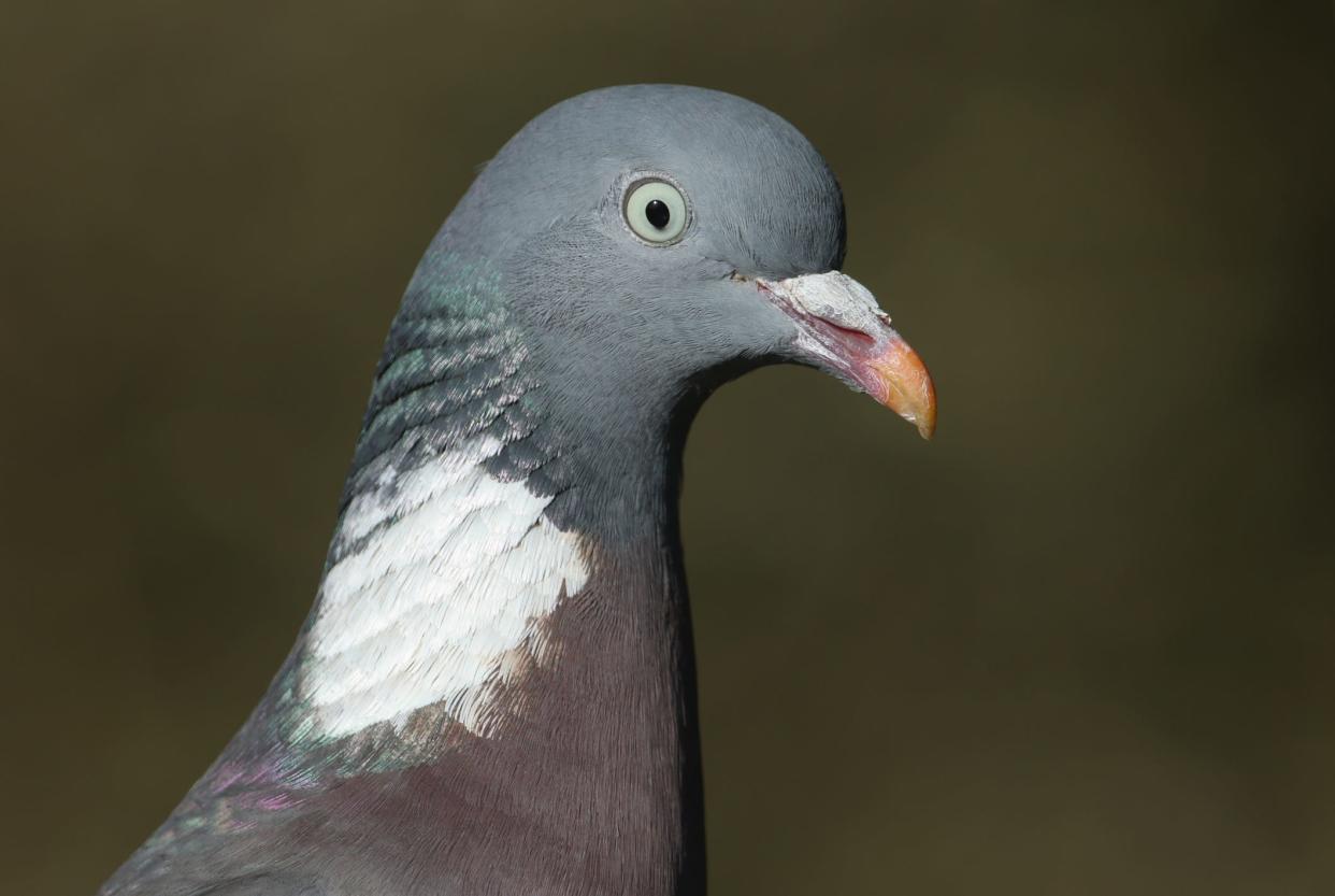 Woodpidgeon